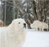  ?? © PINJA SILVONEN/WWF ?? Cane per la protezione delle greggi