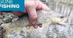  ?? ?? ◆ ON THE BITE: The region’s trout have been biting very well on worms recently, most likely due to recent rainfall washing them into the system naturally.
