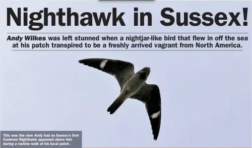  ??  ?? This was the view Andy had as Sussex’s first Common Nighthawk appeared above him during a routine walk of his local patch.
Common Nighthawk: Church Norton, West Sussex, 8 October 2020