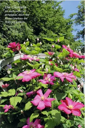  ??  ?? Die Clematis ist auch nicht unscheinba­r, doch die Rosen bleiben die Stars im Garten.