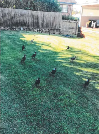  ??  ?? Locals and the RSCPA are investigat­ing the death of dozens of magpies in the Southport area since late last year.