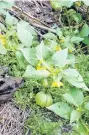  ??  ?? New crop . . . Alan Savell now grows tomatillo, a Cape gooseberry relative.