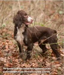  ?? ?? The Kennel Club has contacted registered cocker spaniel owners to ask them to complete a survey