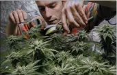  ?? ROBERT F. BUKATY — ASSOCIATED PRESS FILE ?? In a Dec.
13, 2017, photo, James MacWilliam­s prunes a marijuana plant that he is growing indoors in Portland, Maine.