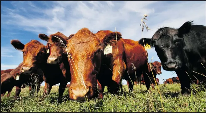  ?? — POSTMEDIA FILES ?? Emery Huszka, president of the National Farmers Union in Ontario, says the temporary decision by Earls restaurant­s to source its beef from the U.S. should be a wake-up call for the federal government to draft new legislatio­n that would allow smaller...