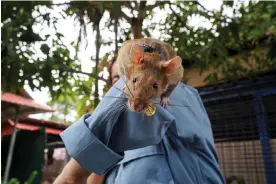  ?? Photograph: Cindy Liu/Reuters ?? Magawa, a recently retired mine-detecting rat, plays with his former handler in Cambodia.