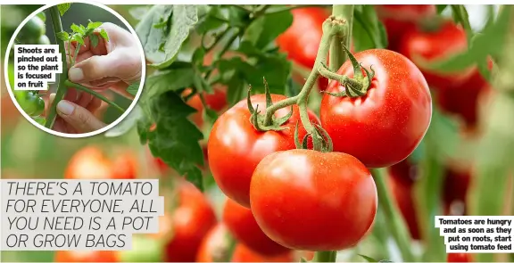  ??  ?? Shoots are pinched out so the plant is focused on fruit
Tomatoes are hungry and as soon as they put on roots, start using tomato feed