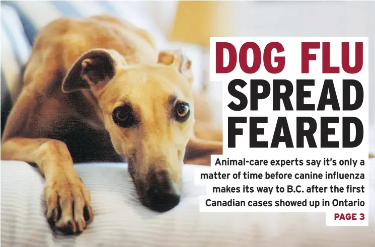  ?? — POSTMEDIA FILES ?? The highly contagious H3N2 strain of dog flu was recently brought to Ontario in two greyhounds rescued from South Korea. Five other Canadian cases have since been found.