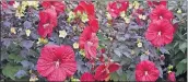  ?? [PROVEN WINNERS] AT HOME EDITOR ?? The red flowers of Holy Grail hibiscus, a shrub, really pop against the dark foliage.