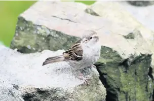  ?? Alan Wright ?? Female house sparrow