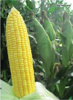  ??  ?? Ang sweet corn.