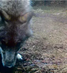  ?? Foto: AOPK ?? Že vlk potřebuje k životu liduprázdn­ý les, je mýtus. Fotopasti budou pravděpodo­bně zachycovat čím dál více těchto šelem.