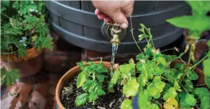  ?? KENT NISHIMURA LOS ANGELES TIMES/TRIBUNE NEWS SERVICE ?? Collect warm, oxygen-rich rainwater with a rain barrel at the bottom of one of your home’s downspouts. Your plants will thank you for it by performing better.