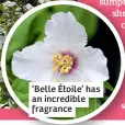  ?? ?? ‘Belle Étoile’ has an incredible fragrance