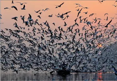  ?? REUTERS ?? A man rides a boat as seagulls fly over the waters of Yamuna river in New Delhi early Wednesday morning.