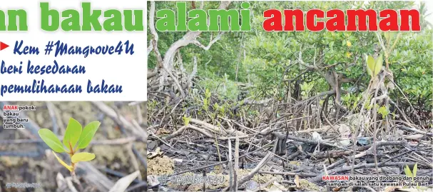  ??  ?? ANAK pokok bakau yang baru tumbuh. KAWASAN bakau yang ditebang dan penuh sampah di salah satu kawasan Pulau Bait.
