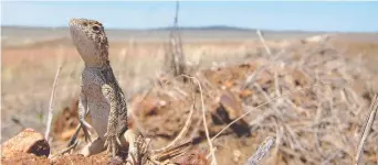  ?? Picture: A O’Grady, Museums Victoria ?? TIME FOR ACTION: The Roma earless dragon has made the list of imperilled lizard species in Australia.