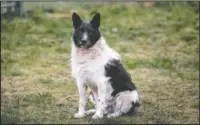  ??  ?? The black-and-white mutt, long a presence in a Tallinn neighborho­od, was missed so much residents immortaliz­ed him with a statue.