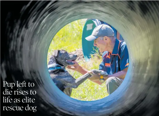  ??  ?? Bryn, under the guidance of Alex Schanzer, has grown to be a very usefulurba­n Search and Rescue dog.