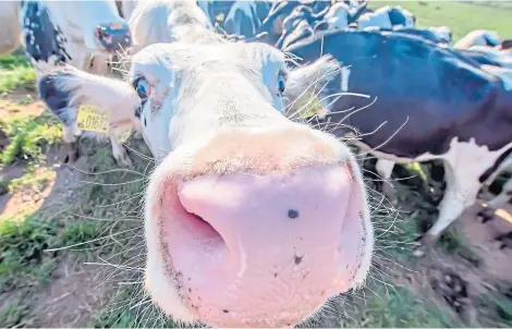  ??  ?? LIVESTOCK IN SPOTLIGHT: Promises to protect farm animals, domestic pets and wildlife were made yesterday.