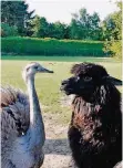  ??  ?? Süss: die Emus und Alpakas im Hülsenbusc­h.