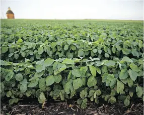  ?? DANIEL ACKER / BLOOMBERG FILES ?? Prices for U.S. soybeans have dipped $2 a bushel to US$8.50 since the export market dried up because of the tariff war with China.