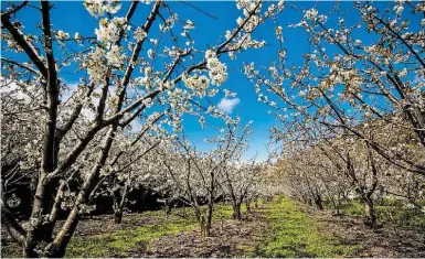  ??  ?? Tudo comprova que, de sul a norte de Portugal, come-se muito bem, fruto também da inovação e da criativida­de