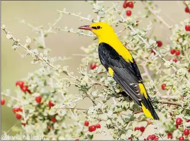  ?? Eurasian Golden Oriole — Photos by Irvin Sabastian N Jose ??