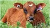  ??  ?? Livestock companies have been fined for colluding over charging farmers for their tags.