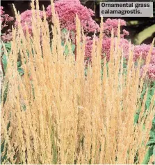  ??  ?? Ornamental grass calamagros­tis.