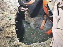  ?? Courtesy: Dubai Police ?? Dubai Police rescuers first widened the mouth of the well before draining the water and saving the camel.