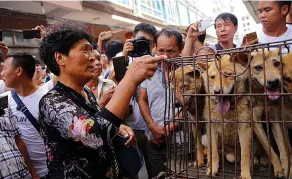  ??  ?? Saved from slaughter...an activist buys a crate of dogs from seller in Yulin