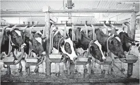  ?? [PHOTO BY DANIEL ACKER, BLOOMBERG] ?? Cows stand in the milking parlor at the Lake Breeze Dairy farm in Malone, Wisconsin.