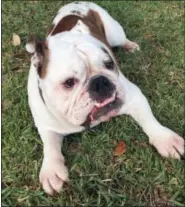  ?? SOLVEJ SCHOU VIA AP ?? This photo provided by Solvej Schou shows 6-year-old bulldog Buddy in Pasadena Buddy is owned by Lisha Gonzalez and her husband Victor Gonzalez.