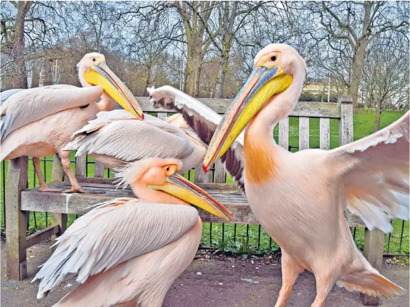  ?? ?? Pelicans mob a bench in St James’s Park, central London, as spring sunshine finally brings some warmth to the capital.