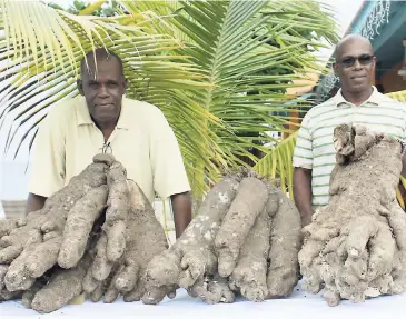  ?? CONTRIBUTE­D ?? Brothers Denville (left) and Patrick Reid show off their (from left) 115-pound; 91-pound; and 75-pound heaps of yam reaped from their farm in Hanover at their restaurant, Smoked Marlin, in Hopewell recently. The men say they do not use fertiliser on...