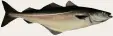  ??  ?? Der Seelachs, auch Köhler genannt, ist ei gentlich kein Lachs. Er ist ein Verwandter des Dorsches, bleibt meist aber kleiner. Kleine Seelachse werden sehr häufig ge fangen. Seltener sind größere Exemplare mit mehr als zehn Kilogramm.