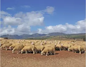  ??  ?? RIGHT, FROM TOP:
• Because chicken and sheep manure is a ‘hot’ substance that easily burns crops, it is unadvisabl­e to apply more than 2t/ha at a time, says Dr Gerhardus Nortjé.