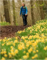  ??  ?? A PATH IN A YELLOW WOOD Was it trails through a daffodil-packed forest like Betty Daw’s Wood that inspired the poet Robert Frost?