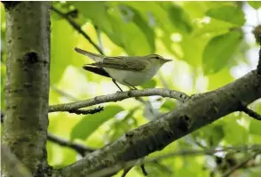  ??  ?? Above
Wood Warbler, Ferry Meadows CP, Peterborou­gh, 1 May 2020