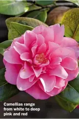  ??  ?? Camellias range from white to deep pink and red