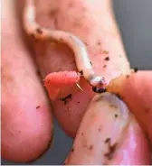  ??  ?? A red worm and maggot combo hookbait did the trick on the day at Woodland Waters