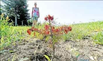  ?? DPA-BILD: HOLLEMANN ?? Trost oser Anb ick: E ke Dittfach vom Ede tannenhof in Isernhagen b ickt auf eine im Frühjahr angepf anzte Tanne, die wegen Hitze und Trockenhei­t eingegange­n ist.