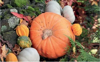  ?? PHOTO: FOGGYDALE FARM ?? Pumpkins are fine to grow but rather than eating them, they are much better hidden in the couch or fed to the cat.