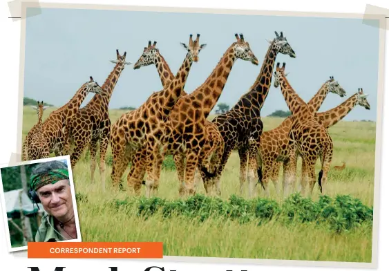  ??  ?? High profile
(top) Mark Stratton; Nubian giraffes at Murchison Falls National Park waiting to be translocat­ed to Pian Upe Reserve