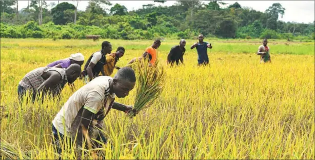  ?? ?? Farmers harvest paddy rice in the Guiguidou hydro-agricultur­al area in Divo, Cote d’Ivoire, on Jan 8.