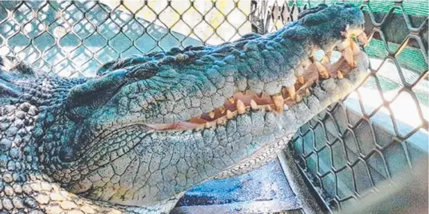  ??  ?? DANGEROUS NATURE: A 4.2m croc trapped at Dickson’s Inlet, a short distance from where 79-year-old Anne Cameron was taken.