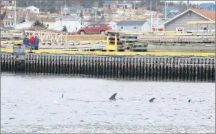  ?? GLEN WHIFFEN/THE TELEGRAM ?? Residents of Heart’s Delight and visitors have spent a lot of time on the wharf at the community’s harbour this week, where six or seven white-beaked dolphins remain trapped by pack ice.