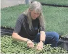  ?? AP Photo/Susan Montoya Bryan ?? Nursery manager Tammy Parsons thins aspen seedlings Wednesday at a greenhouse in Santa Fe, N.M. Parsons and her colleagues evacuated an invaluable collection of seeds and tens of thousands of seedlings from the New Mexico State University’s Forestry Research Center in Mora, N.M., as the largest fire burning in the U.S. approached the facility.