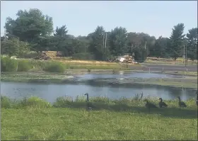  ?? GARY PULEO - MEDIANEWS GROUP ?? Geese gather by the lake at the currently deserted Mermaid Lake.